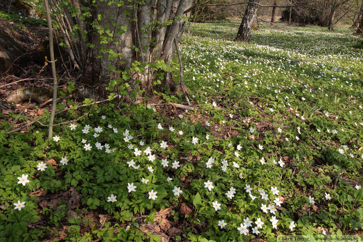 Vitsippa, Anemone nemorosa